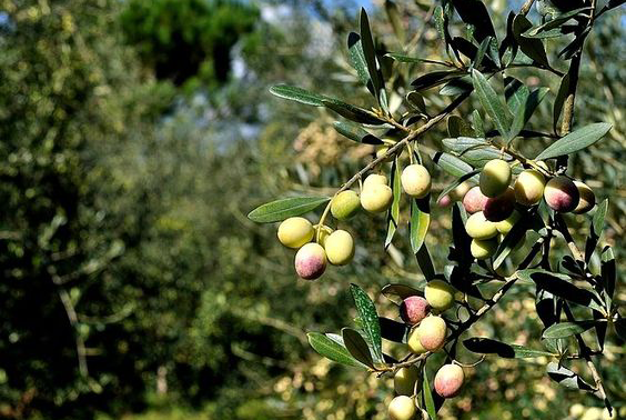 Olio Siciliano: Scopri Il Gusto Autentico Delle Olive Di Sicilia E Dei Prodotti Tipici